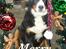 Berner sennenhund Lonnie - Julen 2005, god jul....