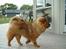 Chow chow Lazie (død 15/2-07)