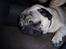 Mops Anton Sixten Milo - Zzzzzzzzzzzz.........