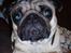Mops Anton Sixten Milo - Smiiil!! ;0)