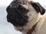 Mops Anton Sixten Milo - Sol, strand og vand.. that´s life! 
