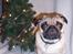 Mops Anton Sixten Milo - Glædelig jul! Fra julen 2006