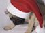 Mops Anton Sixten Milo - Merry Christmas! :0) Julen 2005