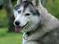 Siberian husky Jazzy