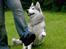 Siberian husky Jazzy - ja man er vel klikkertrænet til alt muligt