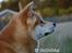 Akita inu Choco - * NYT - 
