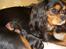 Cavalier king charles spaniel Daisy