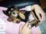 Cavalier king charles spaniel Daisy