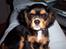 Cavalier king charles spaniel Daisy