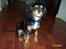 Cavalier king charles spaniel Daisy