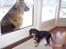 Cavalier king charles spaniel Daisy