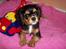 Cavalier king charles spaniel Daisy