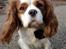 Cavalier king charles spaniel Simpson - taget af Nadja L