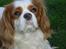 Cavalier king charles spaniel Simpson
