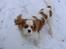 Cavalier king charles spaniel Simpson