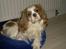 Cavalier king charles spaniel Simpson - Simpson mente at kattenes kurv liiiige passede til ham*S*
