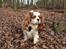 Cavalier king charles spaniel Simpson - taget af Nadja L