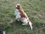 Cavalier king charles spaniel Simpson - taget af Nadja L