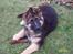 Schæferhund Keiko