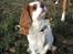 Cavalier king charles spaniel Simpson - taget af Nadja L
