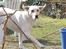 Labrador retriever Siff - R.I.P.  - Påsken 07 Yndefulde Siff 
