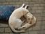 Labrador retriever Siff - R.I.P.  - Forår 07 