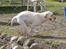 Labrador retriever Siff - R.I.P.  - Forår 07 