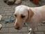 Labrador retriever Siff - R.I.P.  - Forår 07 