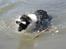 Border collie Vodka - Rystetur Billede taget af Dina W