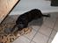 Rottweiler Tyson ( R.I.P 2/10-2013) - Godt nytår - husk at passe på øjnene :O)