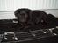 Blanding af racer _-*BATMAN*-_ (Mops)