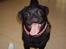 Blanding af racer _-*BATMAN*-_ (Mops)