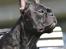 Fransk bulldog Bertram 2 - his royal highness: Bertram 2 c",)