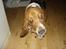 Basset hound Holger - Den smager ikke ret meget af pipfugl