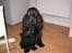 Cocker spaniel *Olsen - Nu er jeg en stor knægt på 9 mån.
