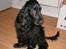 Cocker spaniel *Olsen - Hej...