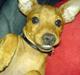 Dvaergpinscher Sylvester
