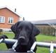 Labrador retriever Bella