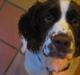 Engelsk springer spaniel Liza Minnelli