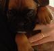 Boxer Oscar