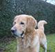 Golden retriever Balder