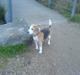 Beagle Sille