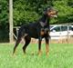 Dobermann Nobles Devil Garden*R.I.P