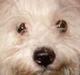 Coton de tulear Mauritz