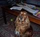 Cocker spaniel zenta