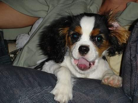 Cavalier king charles spaniel Lisbethsminde's James  billede 4