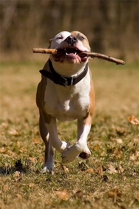 Amerikansk staffordshire terrier Anton - *Nyt* Tosafoto April 2006 billede 4