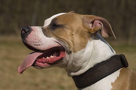 Amerikansk staffordshire terrier Anton - *Nyt* Tosafoto April 2006 billede 5