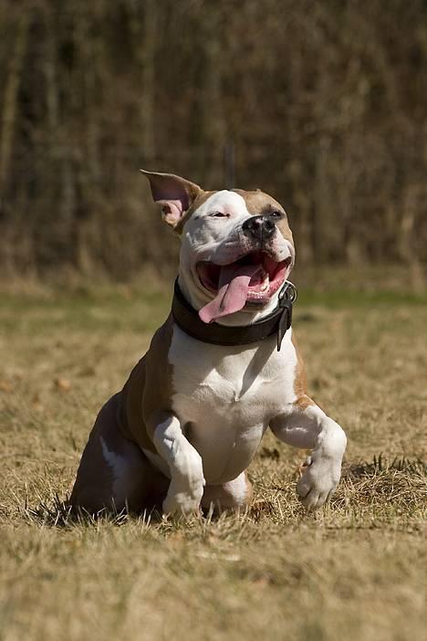 Amerikansk staffordshire terrier Anton - *Nyt* Tosafoto April 2006 billede 6