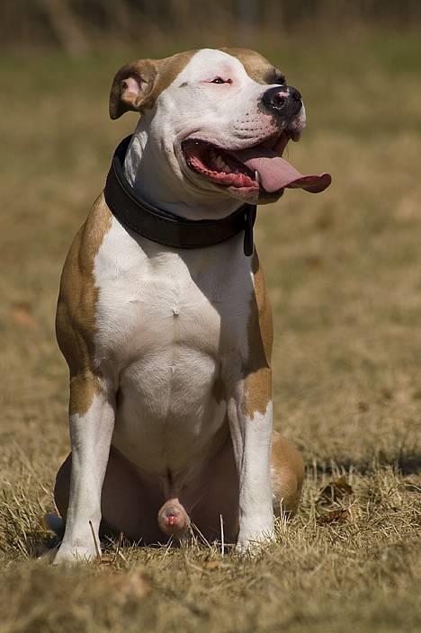Amerikansk staffordshire terrier Anton - *Nyt* Tosafoto April 2006. Anton 11 Måneder. billede 7